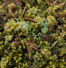 Attēlu rezultāti vaicājumam “Hedwigia ciliata sporophyte”