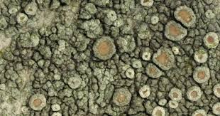 Attēlu rezultāti vaicājumam “Lecanora conizaeoides”