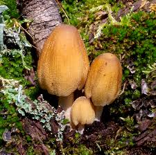 Attēlu rezultāti vaicājumam “Coprinus micaceus”