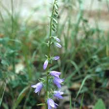Attēlu rezultāti vaicājumam “Campanula rapunculoides leaf”