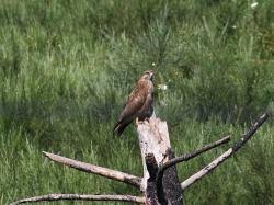 Attēlu rezultāti vaicājumam “Buteo buteo adult”