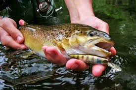 Image result for Salmo ciscaucasicus