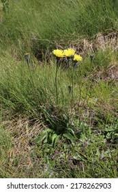 Attēlu rezultāti vaicājumam “Hypochaeris maculata”