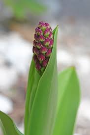 Attēlu rezultāti vaicājumam “Orchis mascula bud”