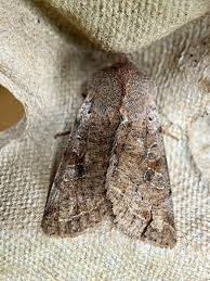 Attēlu rezultāti vaicājumam “Orthosia sp.”