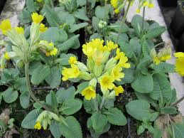 Attēlu rezultāti vaicājumam “Primula veris fruit”