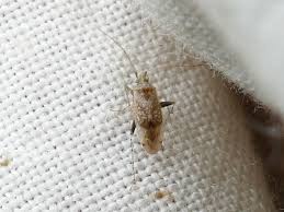 Attēlu rezultāti vaicājumam “Psallus sp. imago”