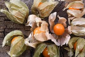 Attēlu rezultāti vaicājumam “Physalis alkekengi fruit”