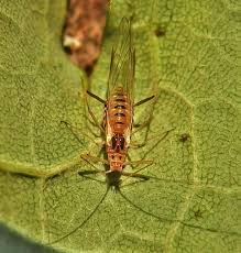 Attēlu rezultāti vaicājumam “Drepanosiphum platanoidis”