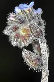 Attēlu rezultāti vaicājumam “Myosotis micrantha”