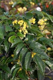 Attēlu rezultāti vaicājumam “Mahonia aquifolium”