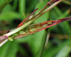 Attēlu rezultāti vaicājumam “Agrostis canina leaf”