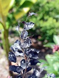 Attēlu rezultāti vaicājumam “Fagus sylvatica fo. purpurea male flower”