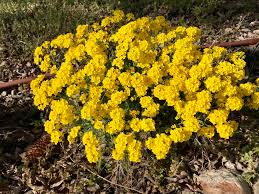 Image result for Alyssum saxatile