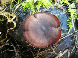 Attēlu rezultāti vaicājumam “Polyporus brumalis”