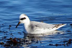 Attēlu rezultāti vaicājumam “Phalaropus fulicarius”
