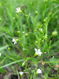 Attēlu rezultāti vaicājumam “Linum catharticum fruit”