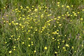 Attēlu rezultāti vaicājumam “Ranunculus flammula leaf”