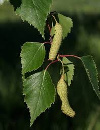 Attēlu rezultāti vaicājumam “Betula pendula flower”
