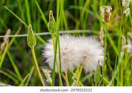 Attēlu rezultāti vaicājumam “Tragopogon pratensis subsp. pratensis bud”