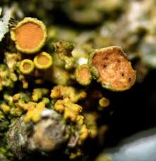 Attēlu rezultāti vaicājumam “Lichenoconium xanthoriae”