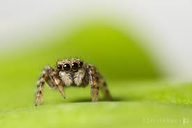 Attēlu rezultāti vaicājumam “macro”