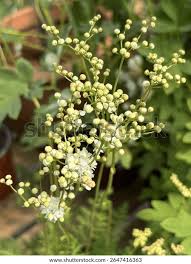 Image result for Filipendula vulgaris
