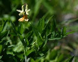 Attēlu rezultāti vaicājumam “Lathyrus laevigatus”
