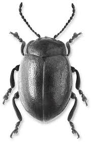 Attēlu rezultāti vaicājumam “Chrysolina staphylaea”