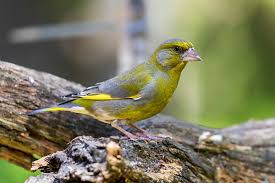 Attēlu rezultāti vaicājumam “Chloris chloris male”