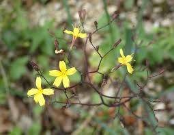 Attēlu rezultāti vaicājumam “Mycelis muralis”