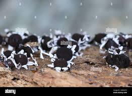 Attēlu rezultāti vaicājumam “Diderma radiatum”