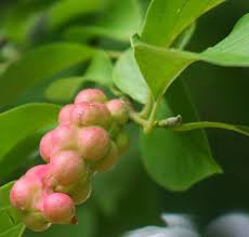 Attēlu rezultāti vaicājumam “Magnolia kobus fruit”