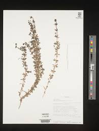 Attēlu rezultāti vaicājumam “Galium rivale fruit”