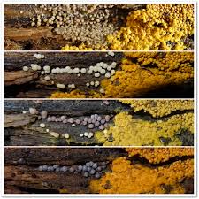 Attēlu rezultāti vaicājumam “Lamproderma pseudomaculatum stalked”