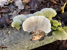 Attēlu rezultāti vaicājumam “Trametes”