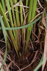 Attēlu rezultāti vaicājumam “Carex acuta”