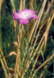 Image result for Kornrade