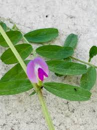 Attēlu rezultāti vaicājumam “Vicia cracca bud”