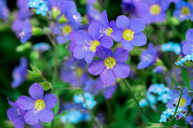 Attēlu rezultāti vaicājumam “Polemonium caeruleum”