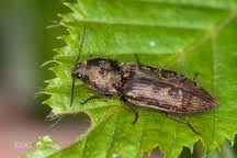 Attēlu rezultāti vaicājumam “Prosternon tessellatum”