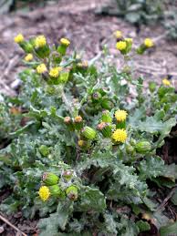 Attēlu rezultāti vaicājumam “Senecio vulgaris flower”