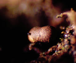 Attēlu rezultāti vaicājumam “Lycogala cf. oleocrystalliferum”