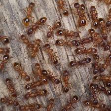 Attēlu rezultāti vaicājumam “Myrmica rubra”