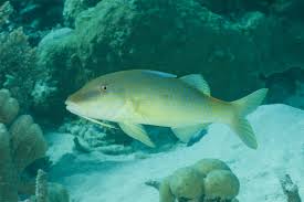 Image result for Parupeneus cyclostomus