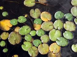 Image result for Seekanne