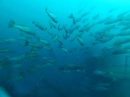 Image result for Argyrosomus inodorus