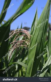 Attēlu rezultāti vaicājumam “Zea mays male flower”