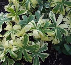 Attēlu rezultāti vaicājumam “Astrantia major leaf”