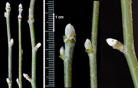 Attēlu rezultāti vaicājumam “Laburnum alpinum fruit”